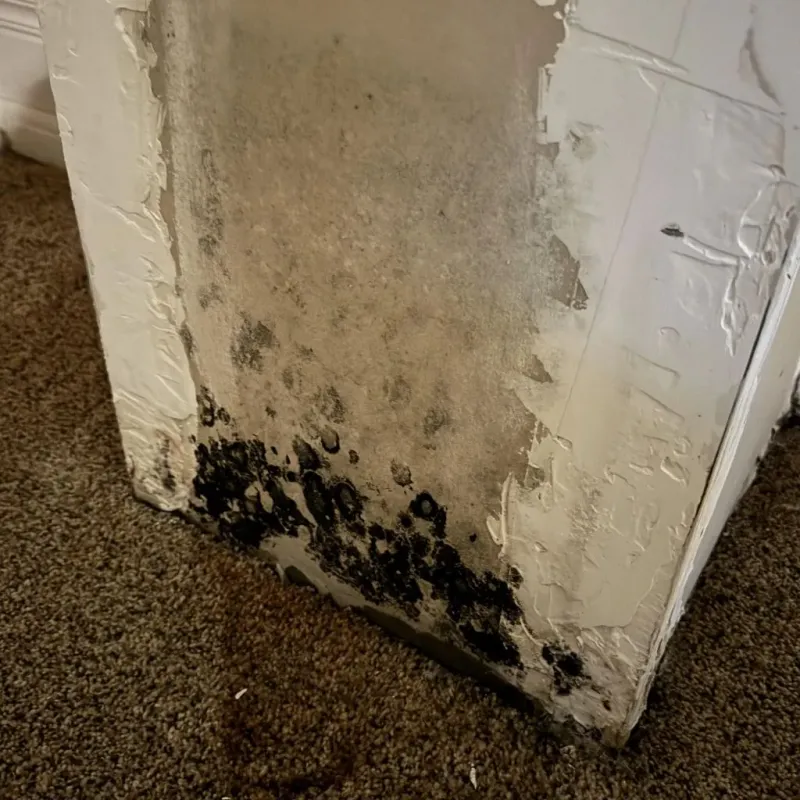 Professional Mold Removal in Rockwell, AR